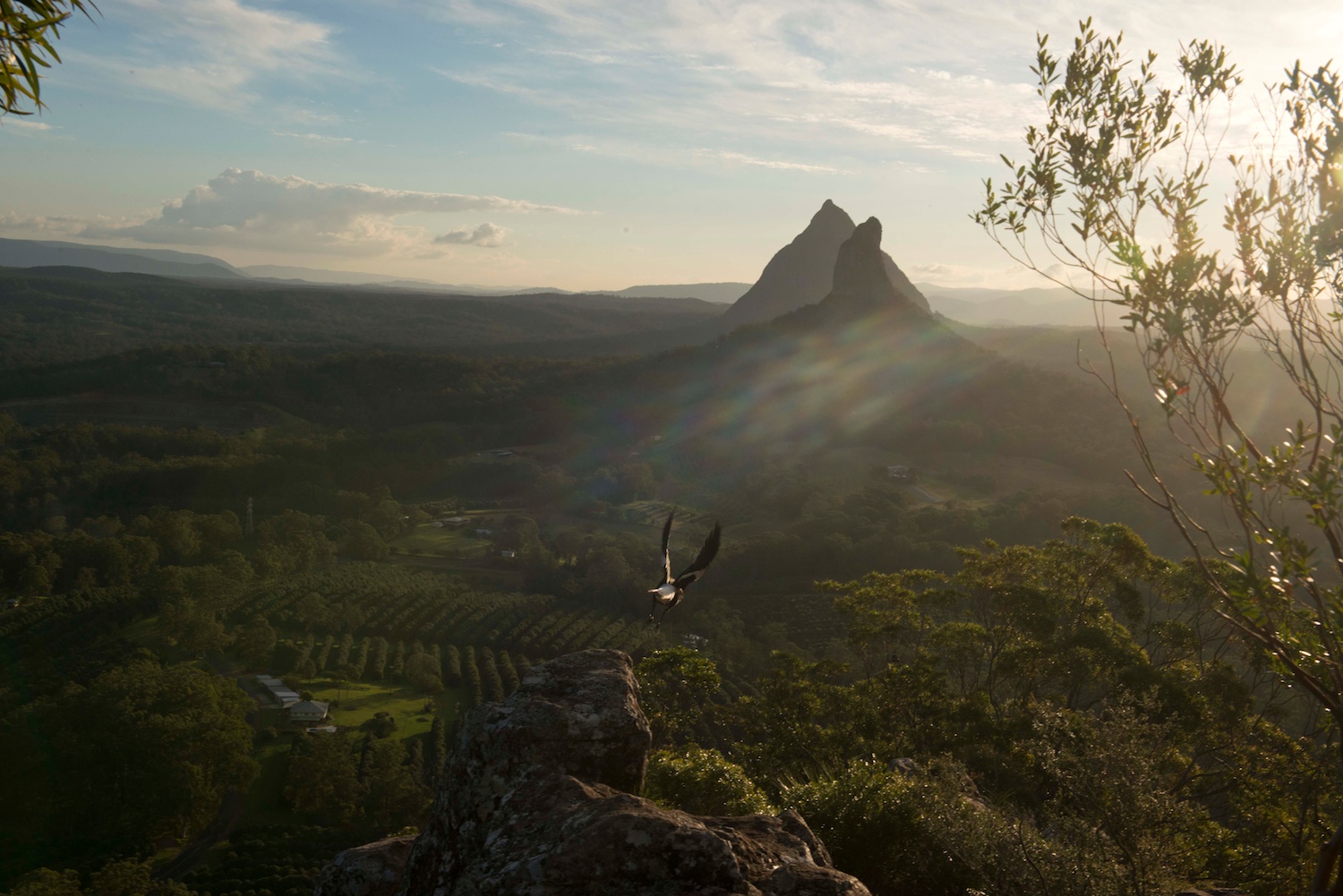 Magpie, Glass House Mountains